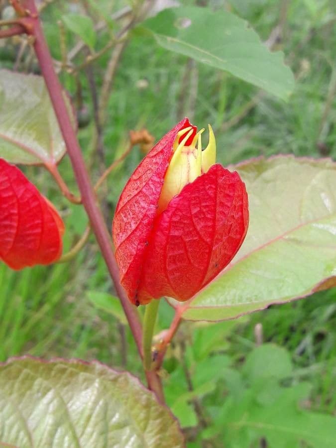 Passiflore écarlate 5