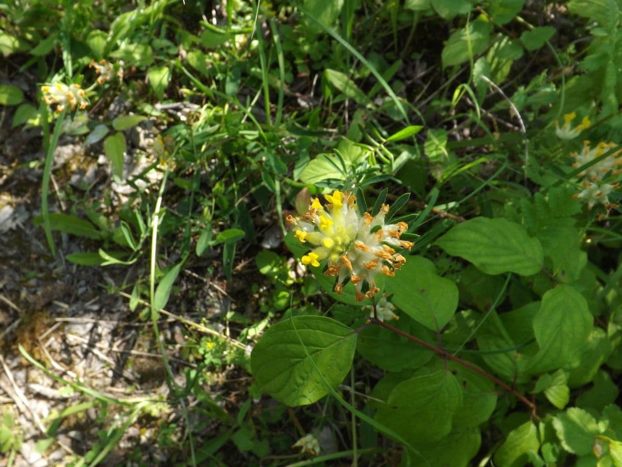 Vulneraria 28