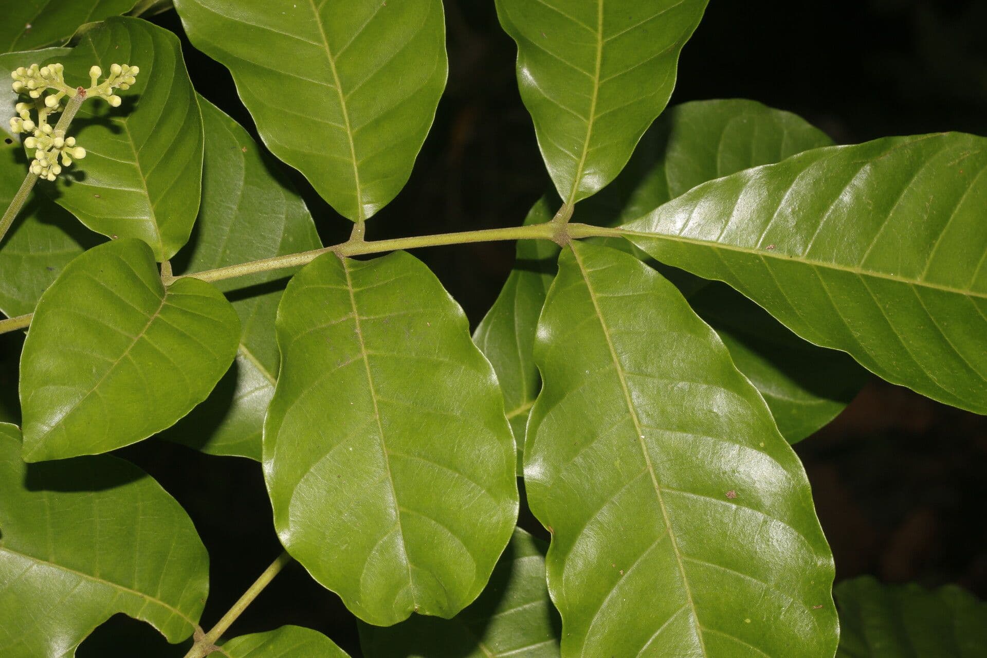 Trichilia martiana 11