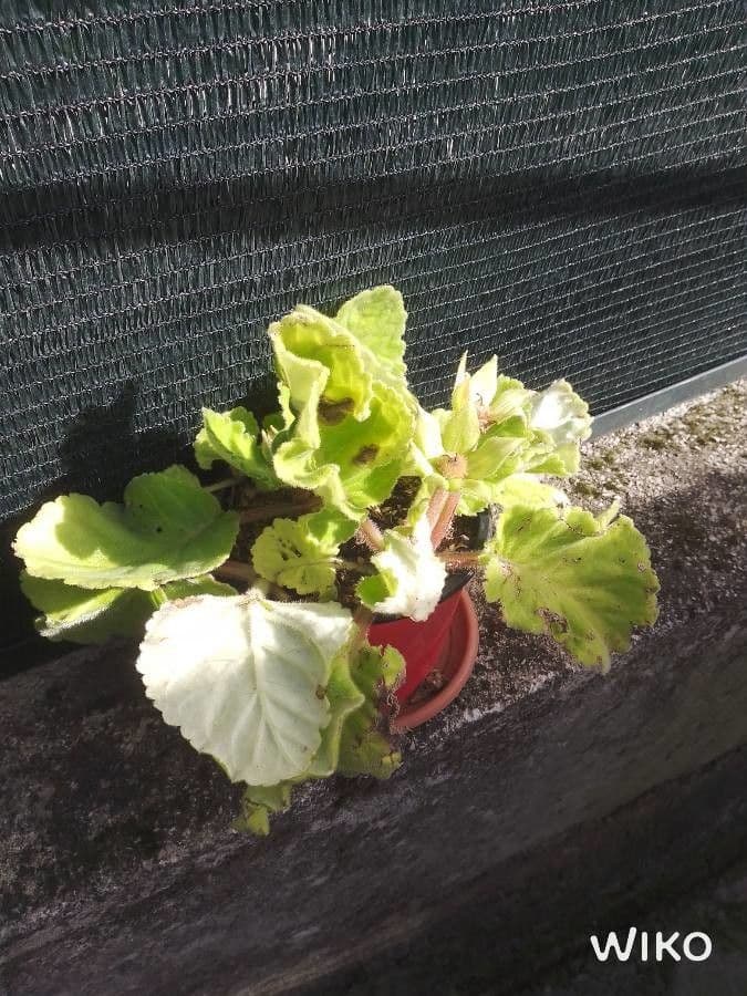 Gloxinia 8
