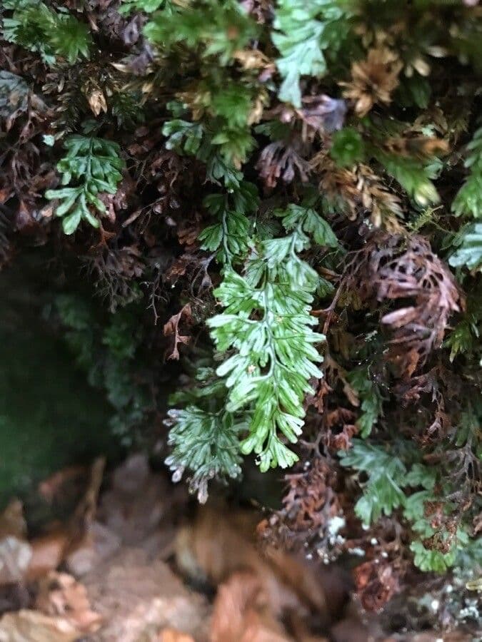 Braunes Hymenophyllum 17