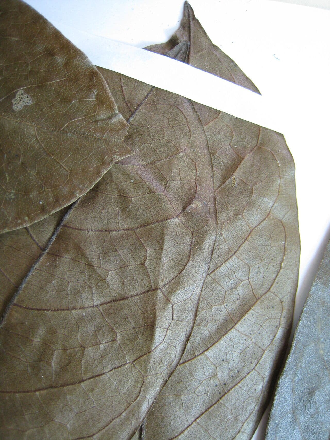 Hirtella 8