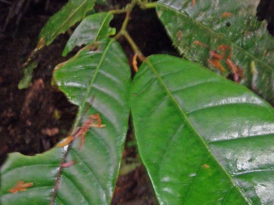 Virola sebifera 14