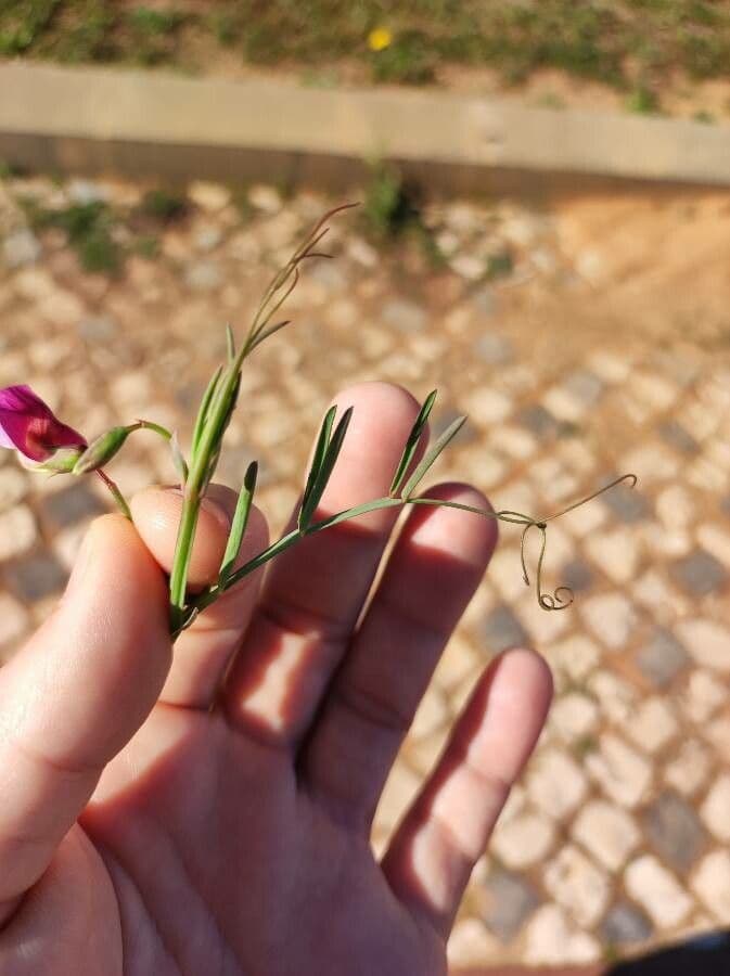 Cicerchia clymenum 20