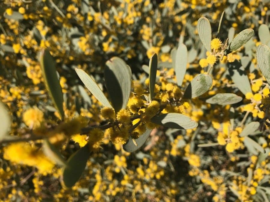 Acacia