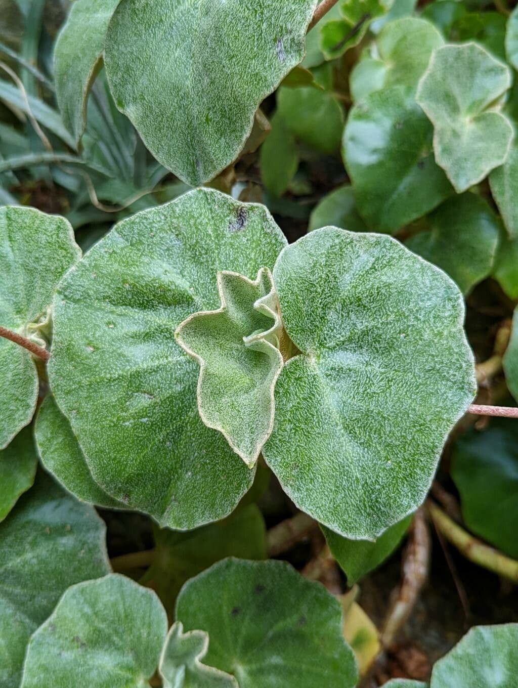 Begonia 12