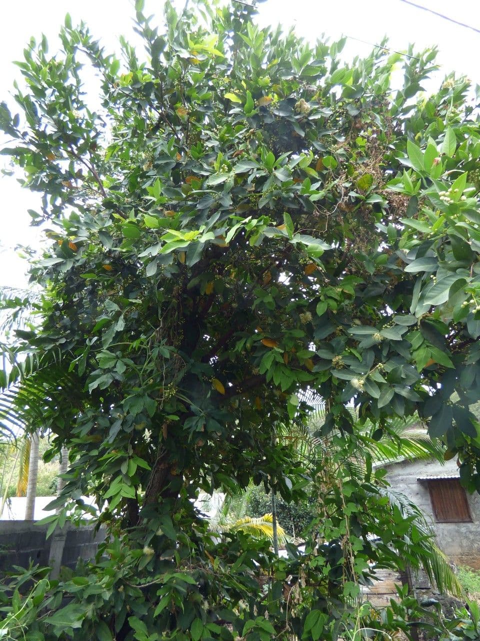 Pommier de Java 14