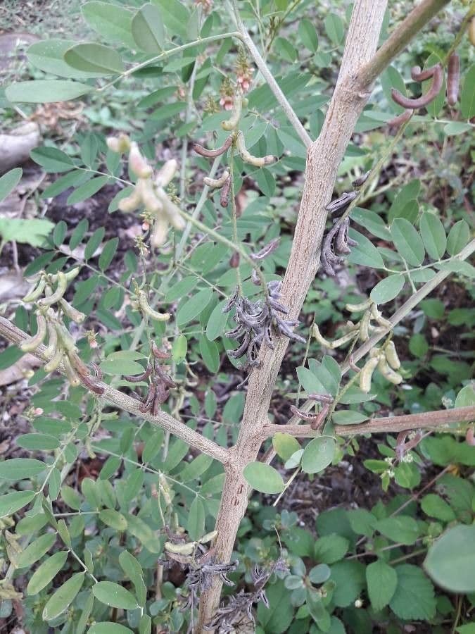 Indigofera 22