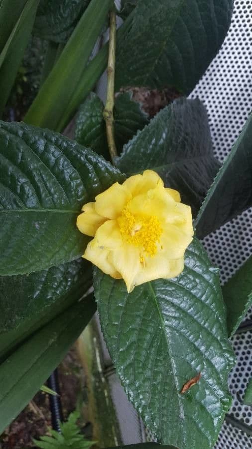 Camelia 10