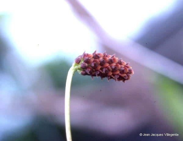 Bulbophyllum 4