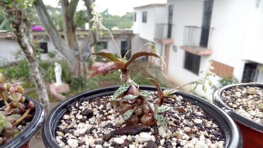 Ledebouria 22