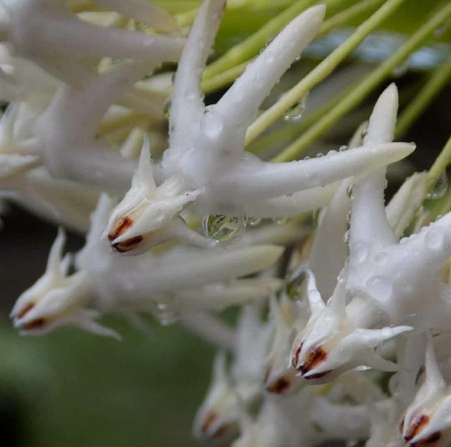 Hoya 4