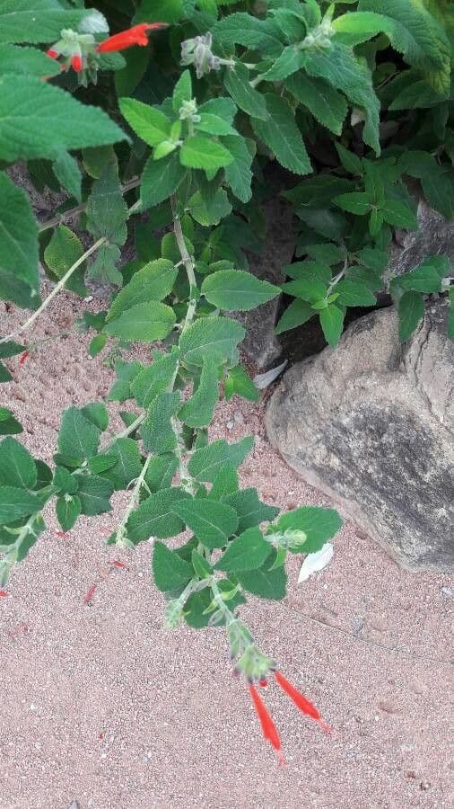 Salvia splendente 8