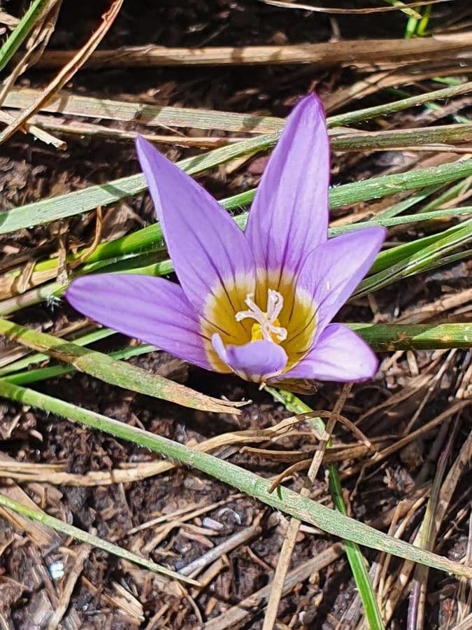 Romulea 2