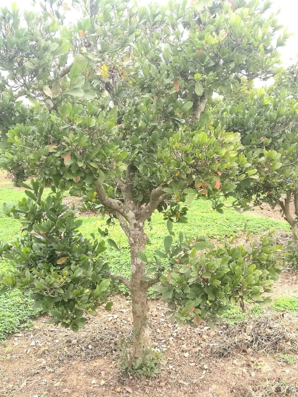 Synsepalum 11