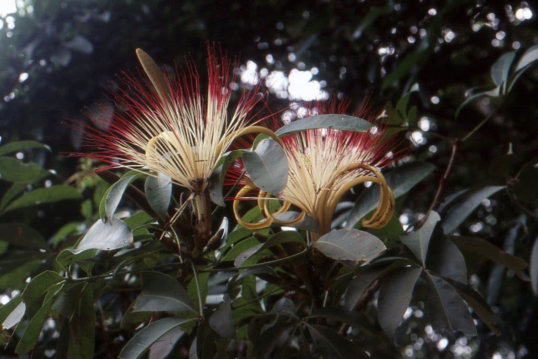 Pachira acquatica 7