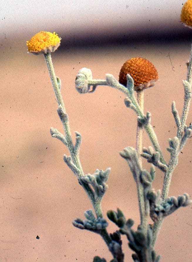 Brocchia 4