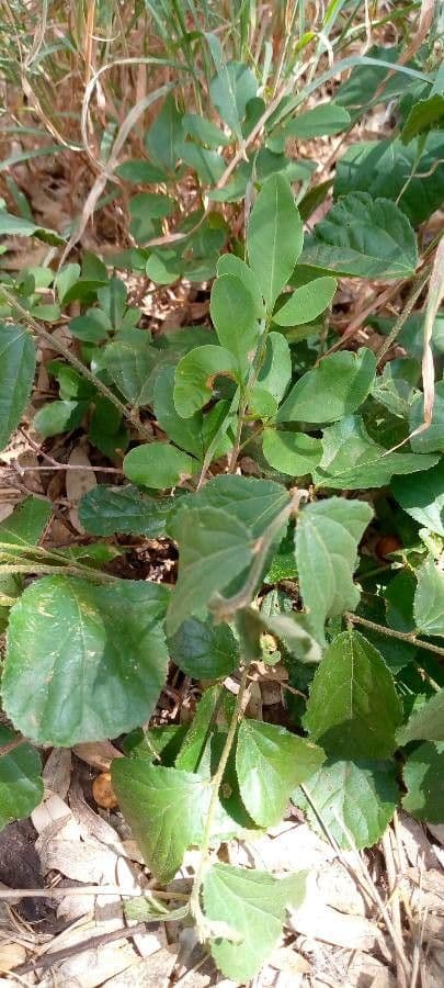 Grewia 13