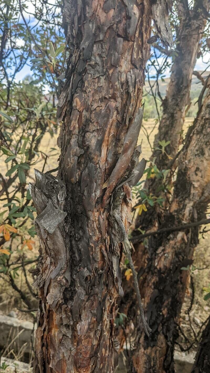 Polylepis 10