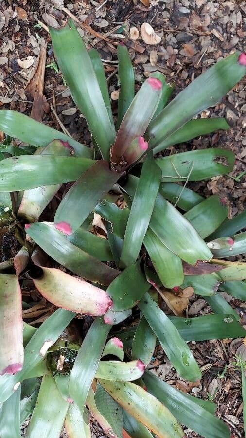 Neoregelia 8