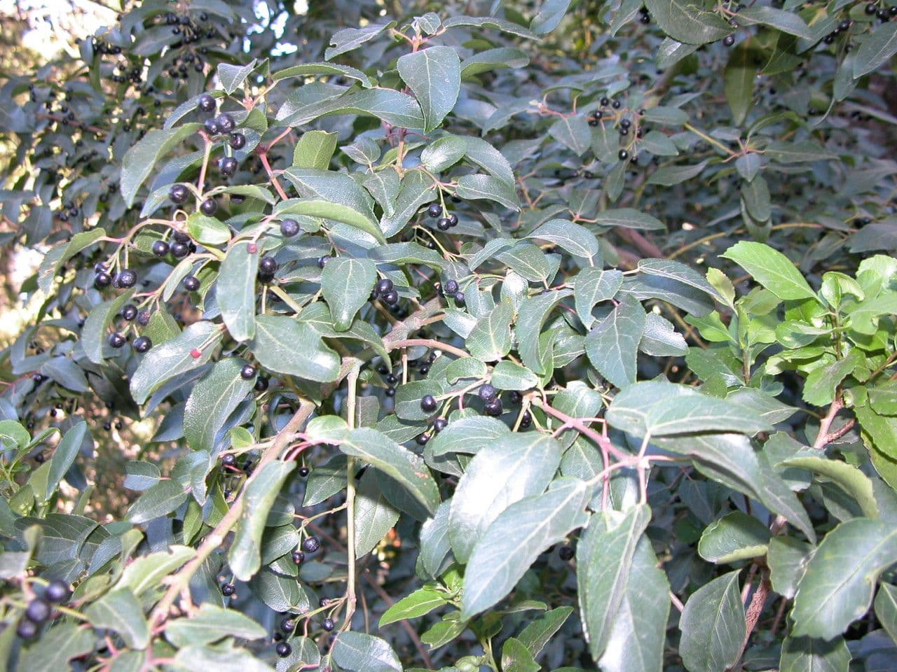 Aristotelia chilensis 23