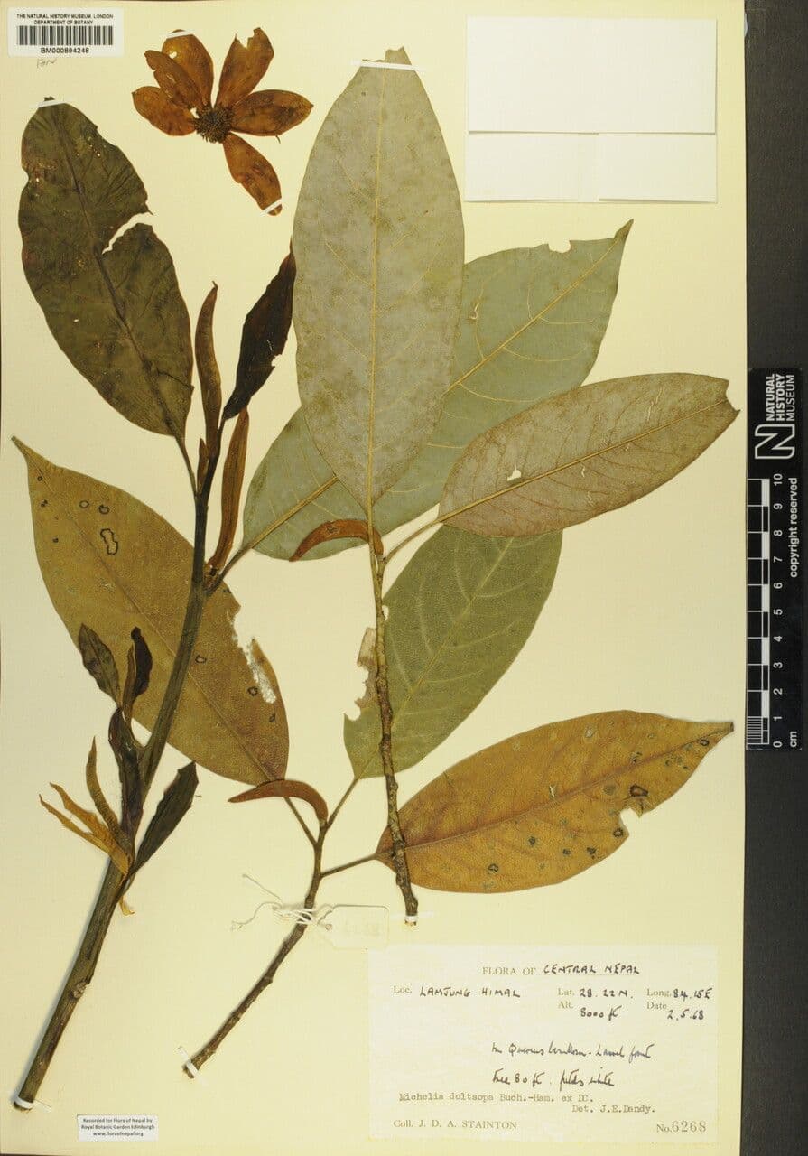 Magnolia 6