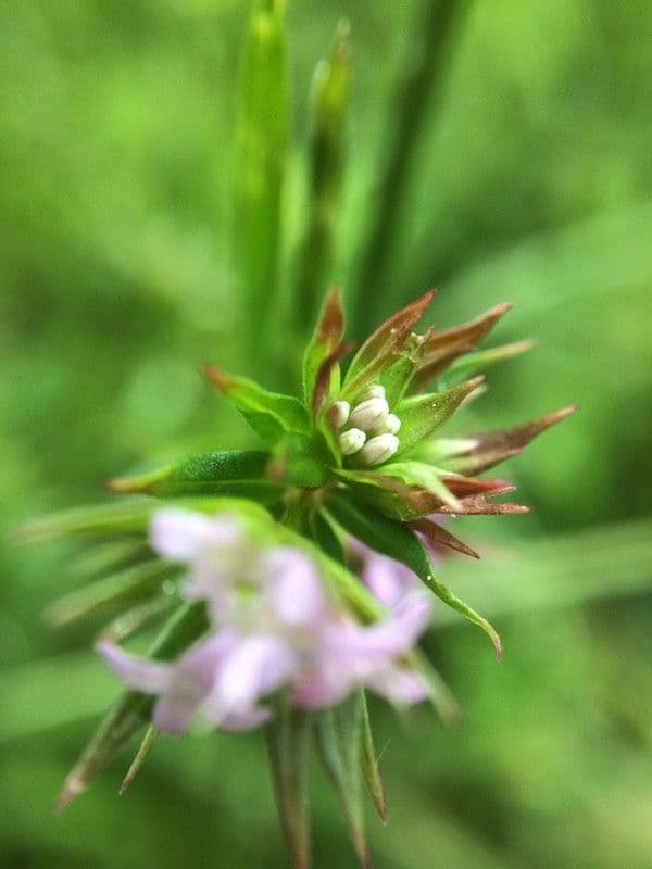 Asperula a sei foglie 5