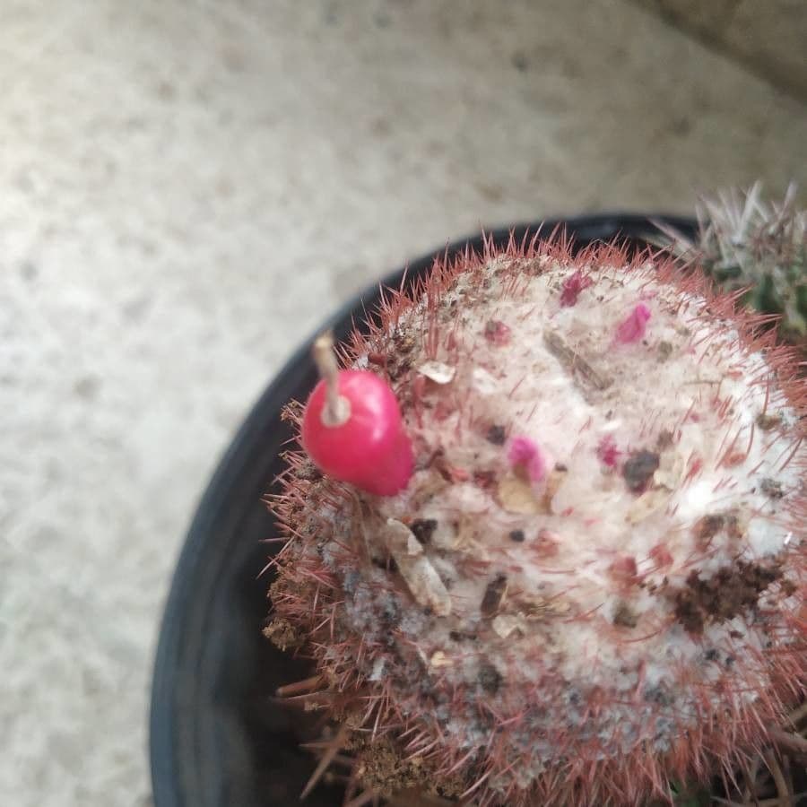 Melocactus 2