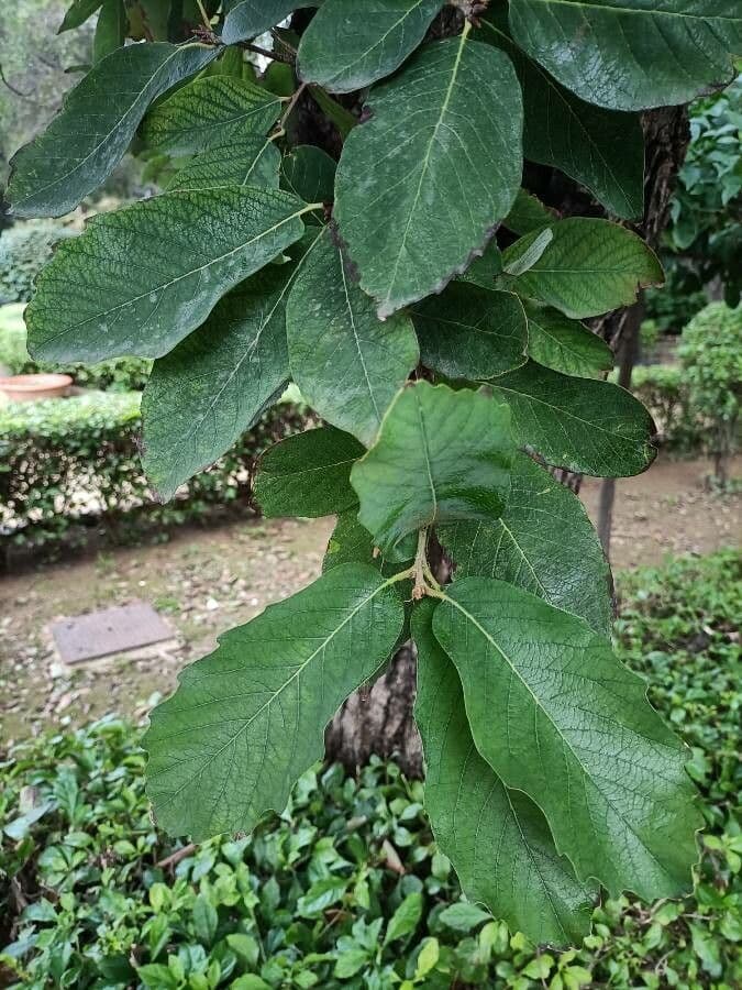 Quercia bianca polymorpha 8
