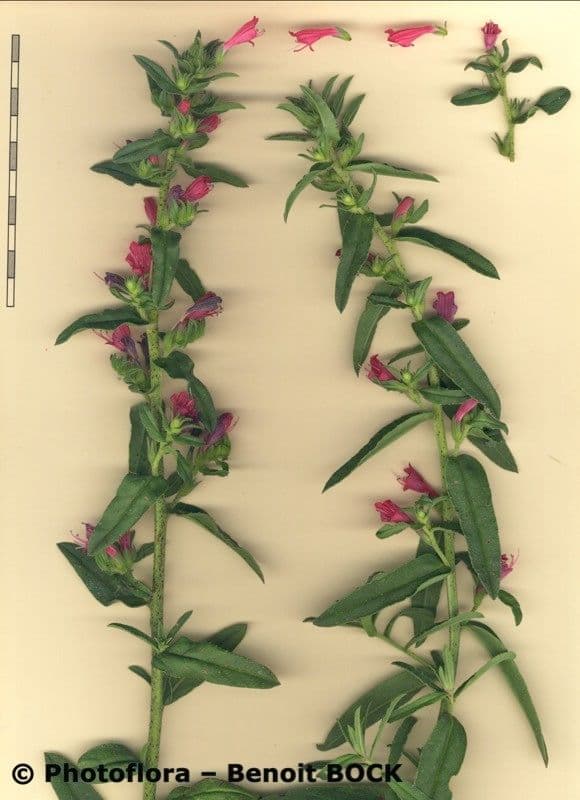 Echium rosulatum 22