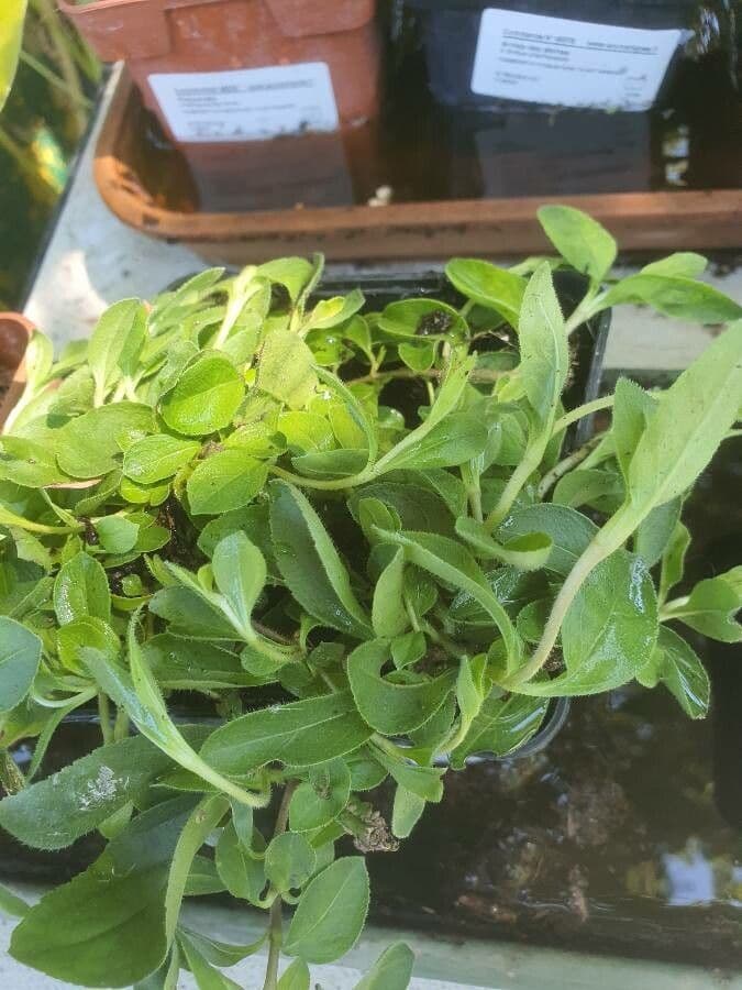 Stevia