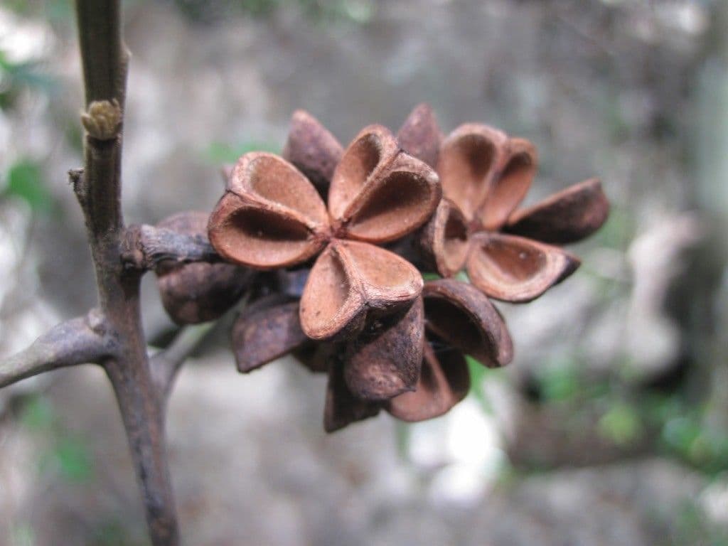 Elattostachys 2