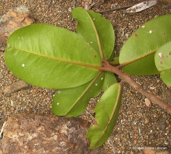 Austrobuxus 17