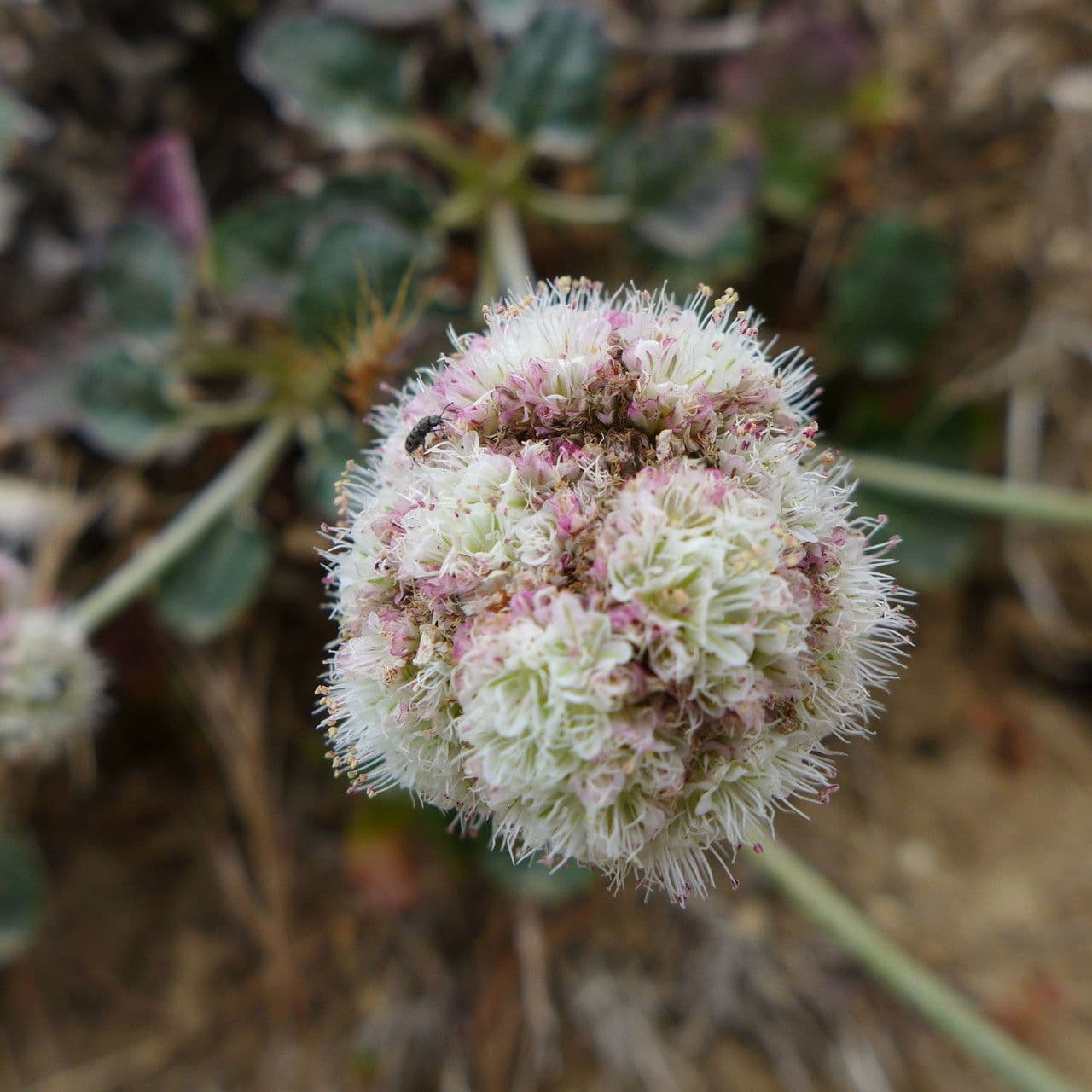 Eriogonum