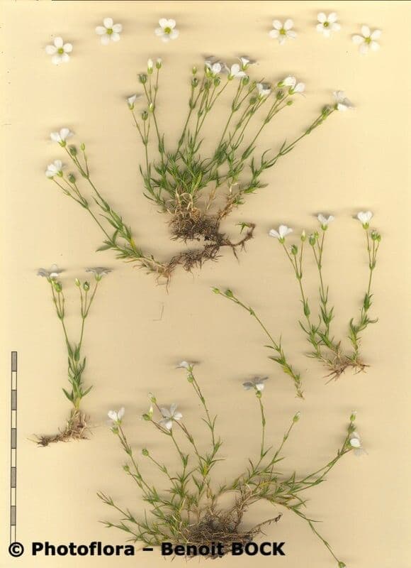 Arenaria grandiflora 22
