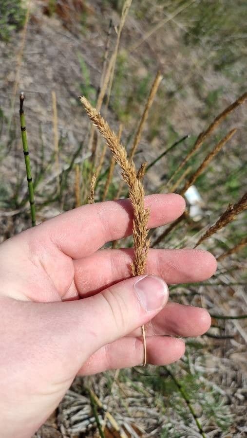 Koeleria glauca 2