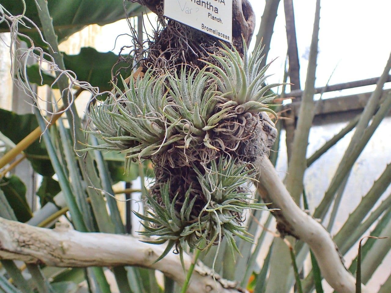 Tillandsia ionantha 10