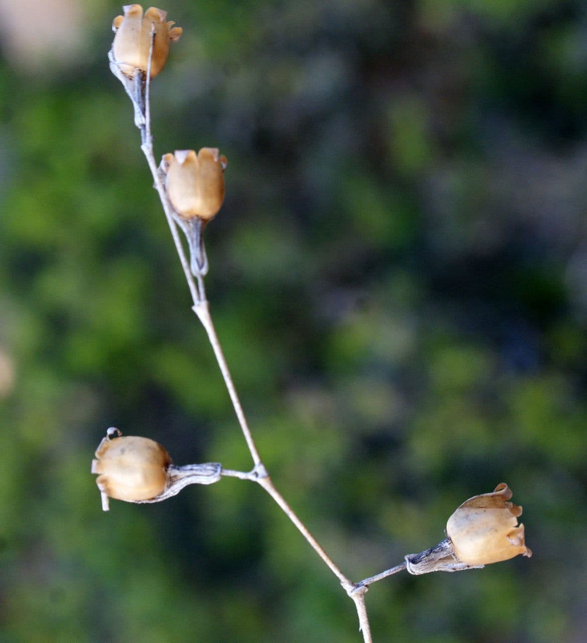 Silene secundiflora