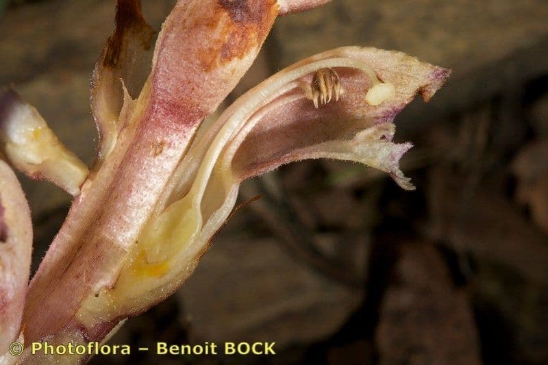 Orobanche a squame larghe 18