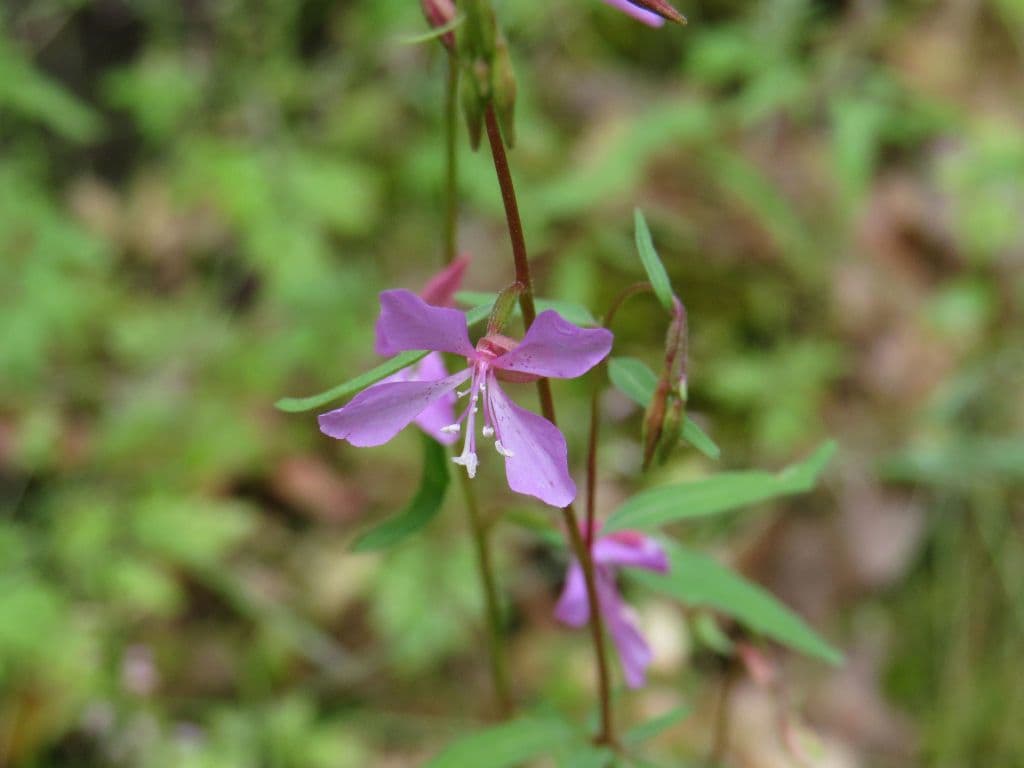 Clarkia modesta