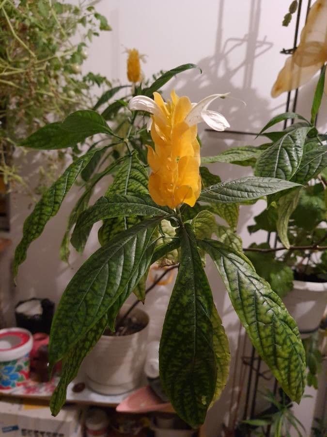 Pachystachys 9