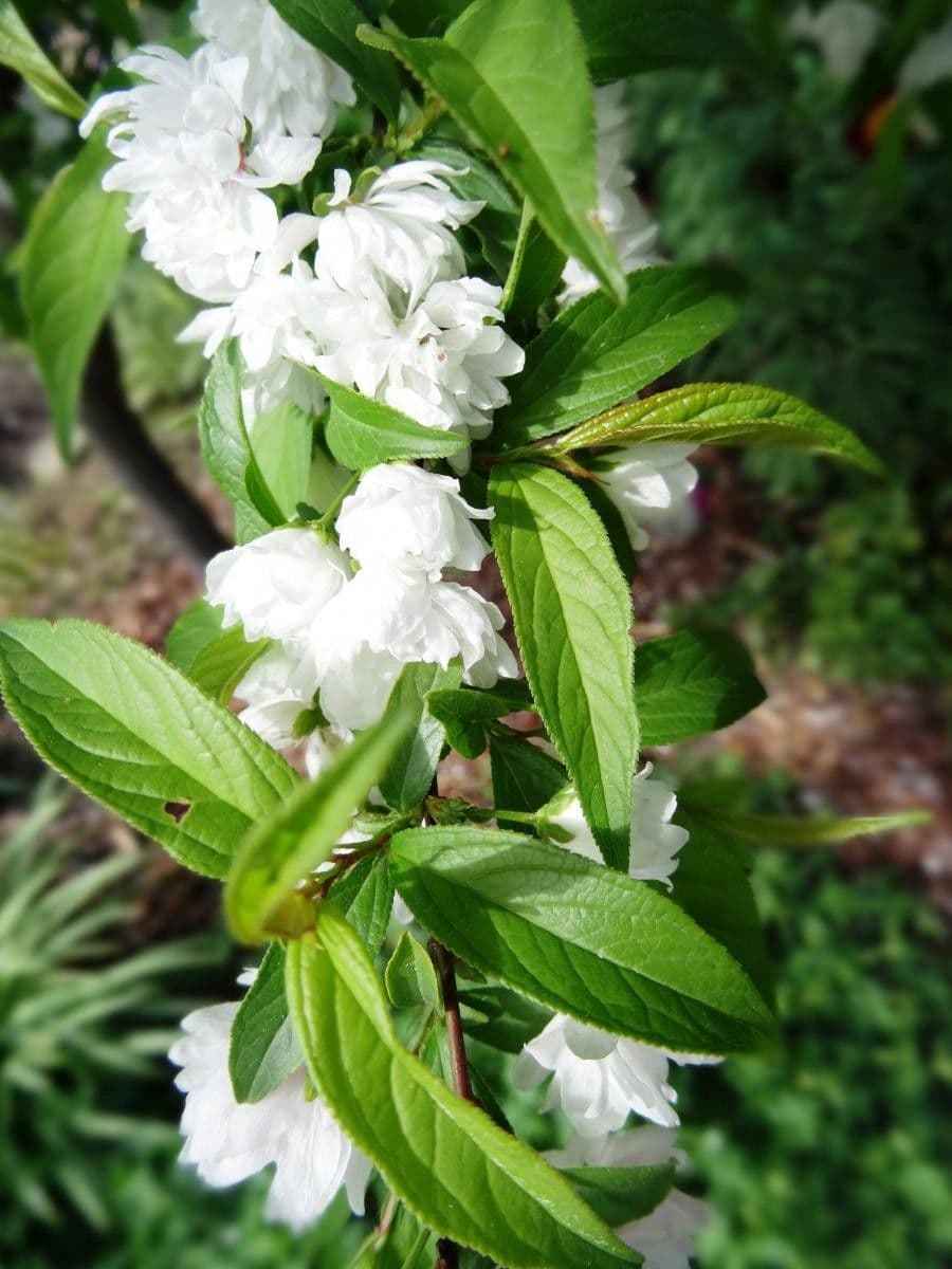 Chinese bush cherry 4