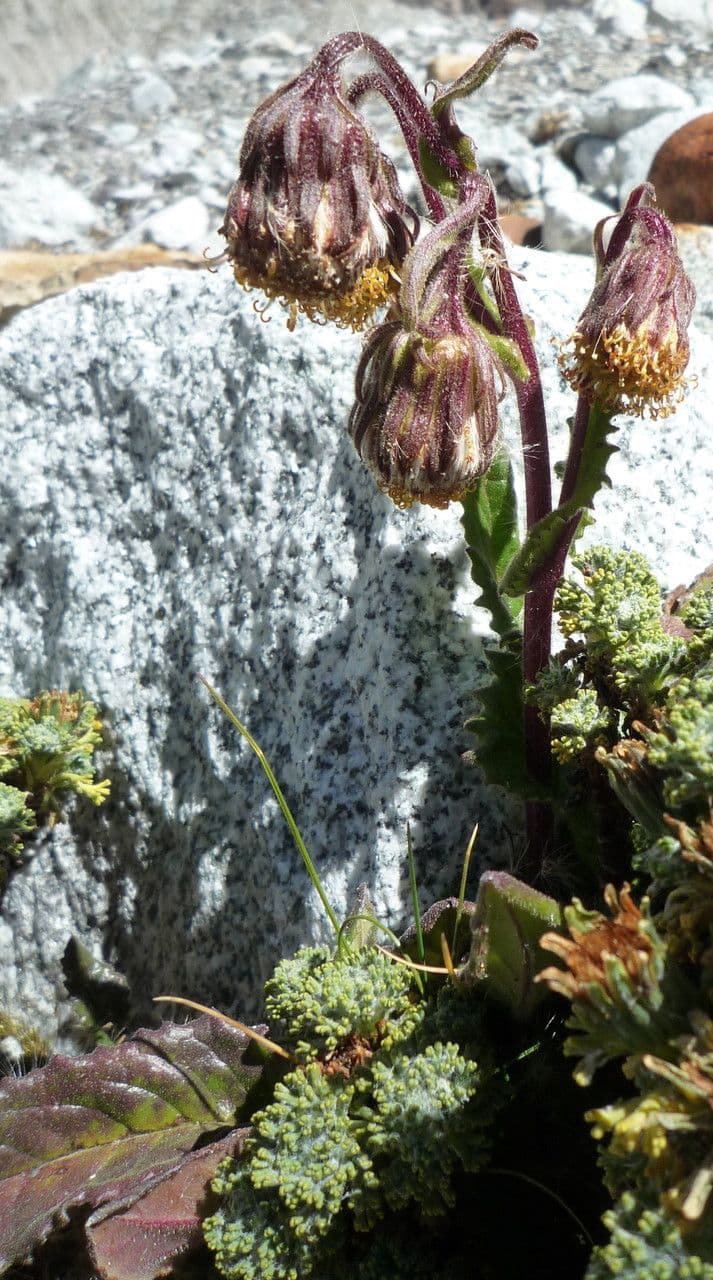 Senecione 8