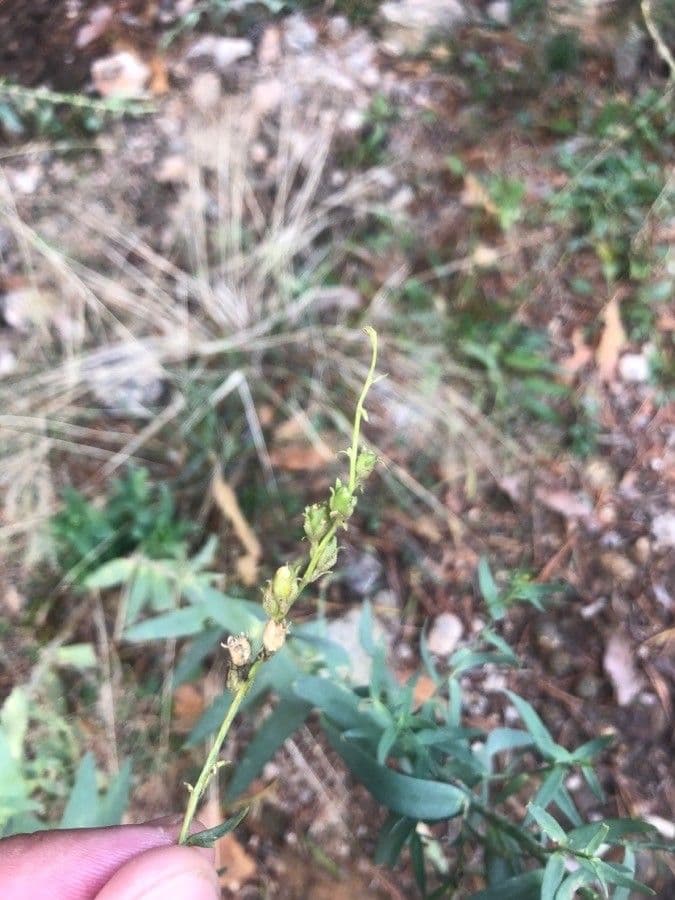 Linaria