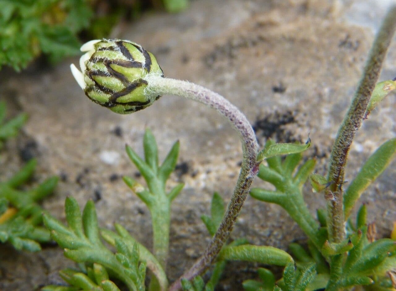 Alpen-Margerite 25