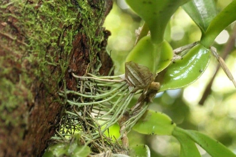 Bulbophyllum 21