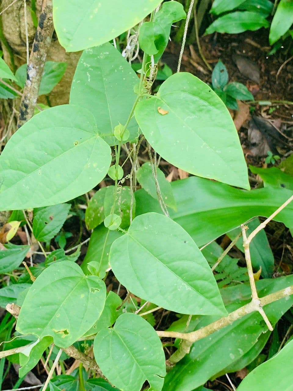 Passiflora 4