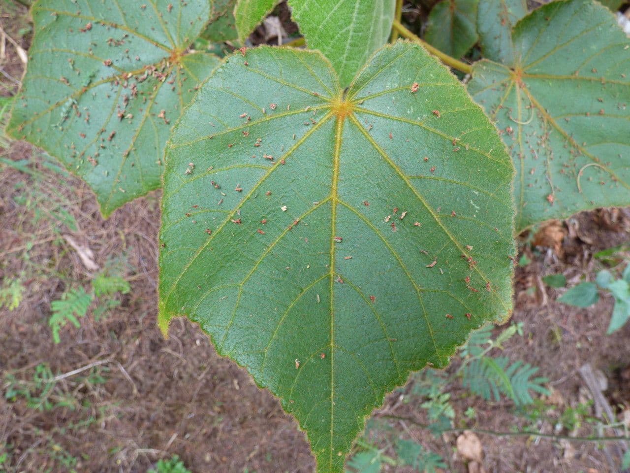 Dombeya 14