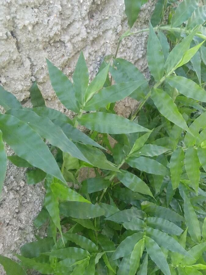 Wavyleaf basketgrass 10