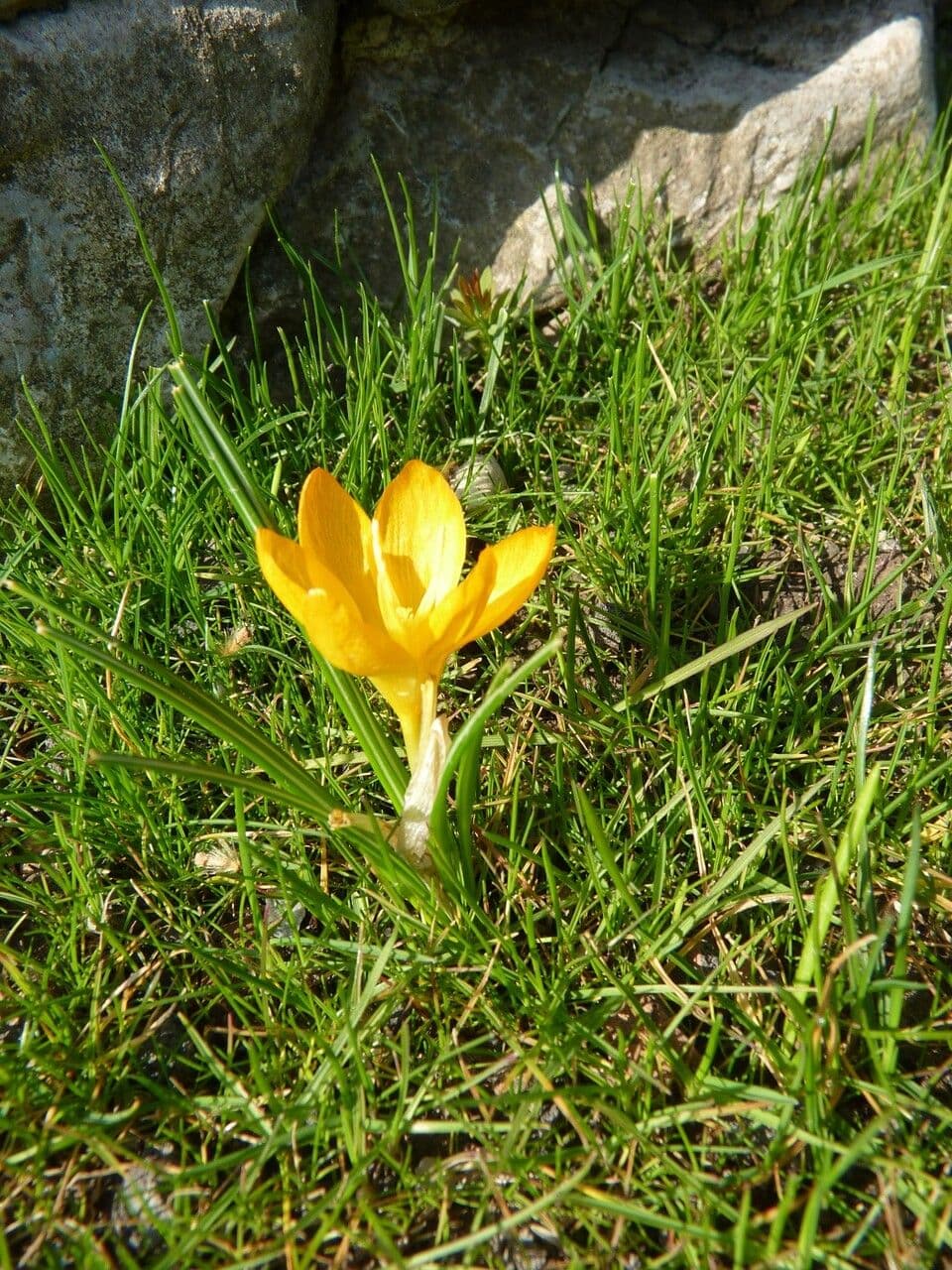 Zafferano 11
